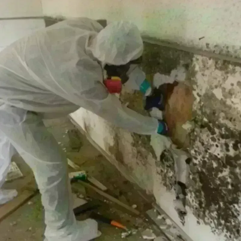 Mold Remediation and Removal in Dobbs Ferry, NY